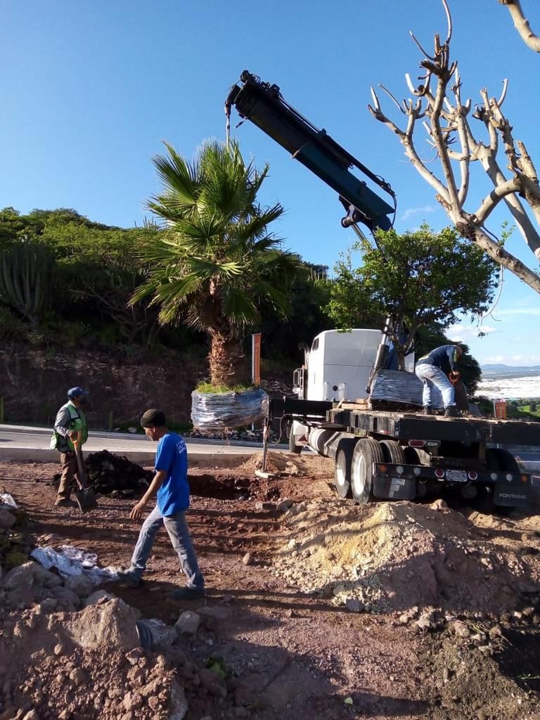 Trasplantes de árboles
